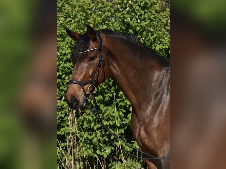 Rheinländer Castrone 8 Anni 173 cm Baio scuro in Berne