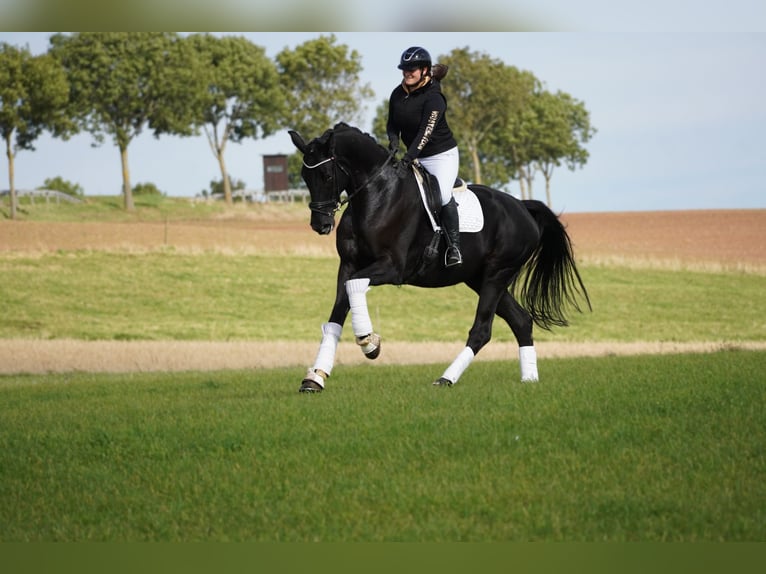 Rheinländer Castrone 8 Anni 176 cm Morello in Nettersheim