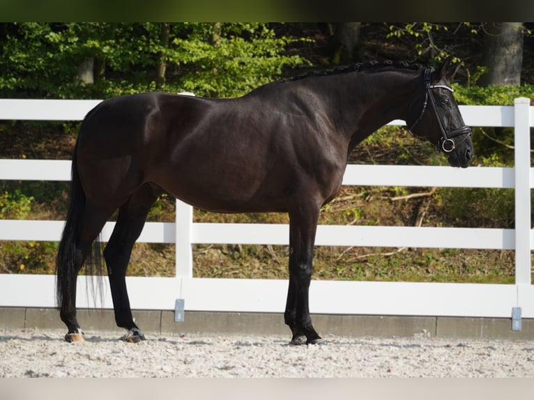 Rheinländer Castrone 8 Anni 176 cm Morello in Nettersheim