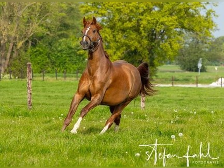 Rheinländer Castrone 9 Anni 162 cm Sauro in Kempen