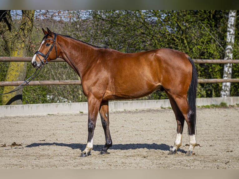 Rheinländer Castrone 9 Anni 165 cm Baio in Wuppertal