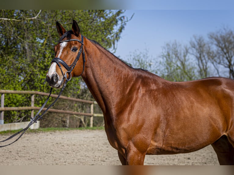 Rheinländer Castrone 9 Anni 165 cm Baio in Wuppertal