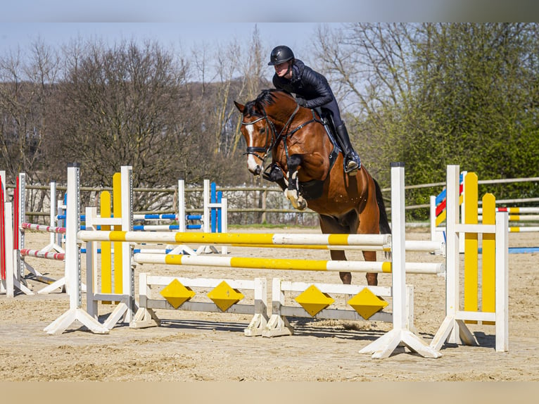 Rheinländer Castrone 9 Anni 165 cm Baio in Wuppertal