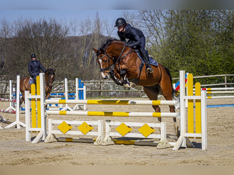 Rheinländer Castrone 9 Anni 165 cm Baio in Wuppertal