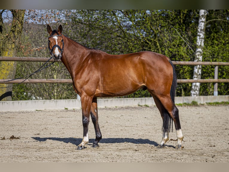 Rheinländer Castrone 9 Anni 165 cm Baio in Wuppertal