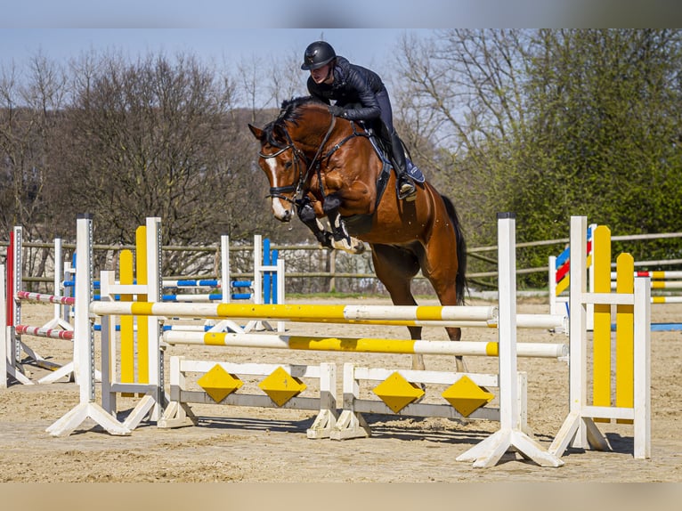 Rheinländer Castrone 9 Anni 165 cm Baio in Wuppertal