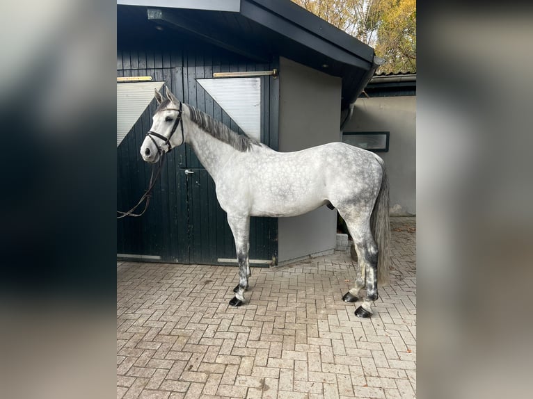 Rheinländer Castrone 9 Anni 168 cm Grigio pezzato in Schermbeck Rheinländer Castrone 9 Anni 168 cm Grigio pezzato in Schermbeck