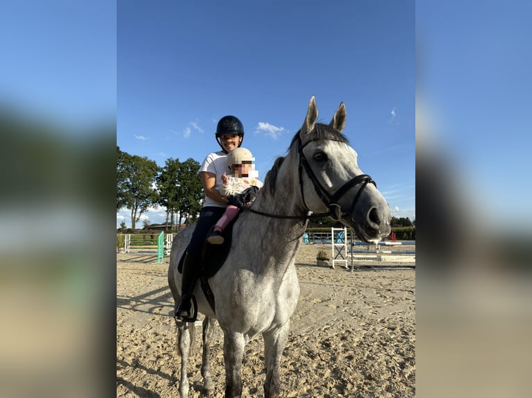 Rheinländer Castrone 9 Anni 168 cm Grigio pezzato in Schermbeck Rheinländer Castrone 9 Anni 168 cm Grigio pezzato in Schermbeck