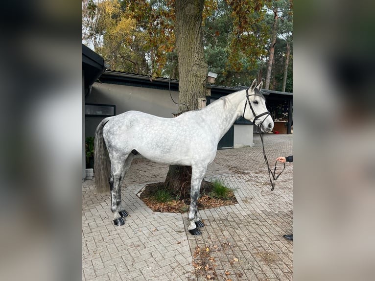 Rheinländer Castrone 9 Anni 168 cm Grigio pezzato in Schermbeck Rheinländer Castrone 9 Anni 168 cm Grigio pezzato in Schermbeck