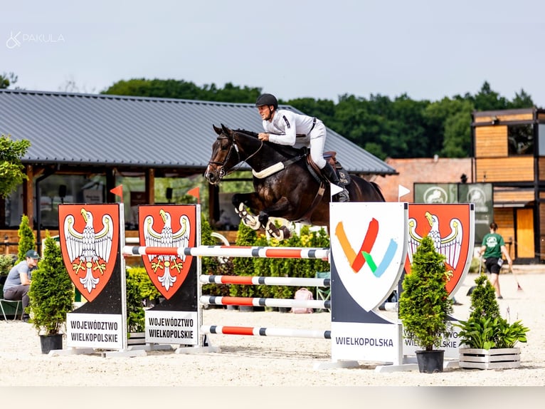 Rheinländer Castrone 9 Anni 172 cm Baio scuro in Obórznia