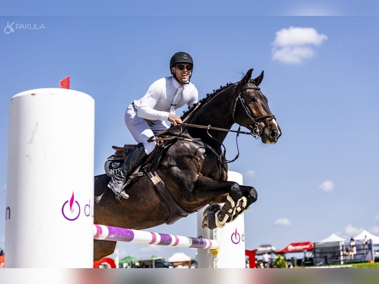 Rheinländer Castrone 9 Anni 172 cm Baio scuro in Obórznia