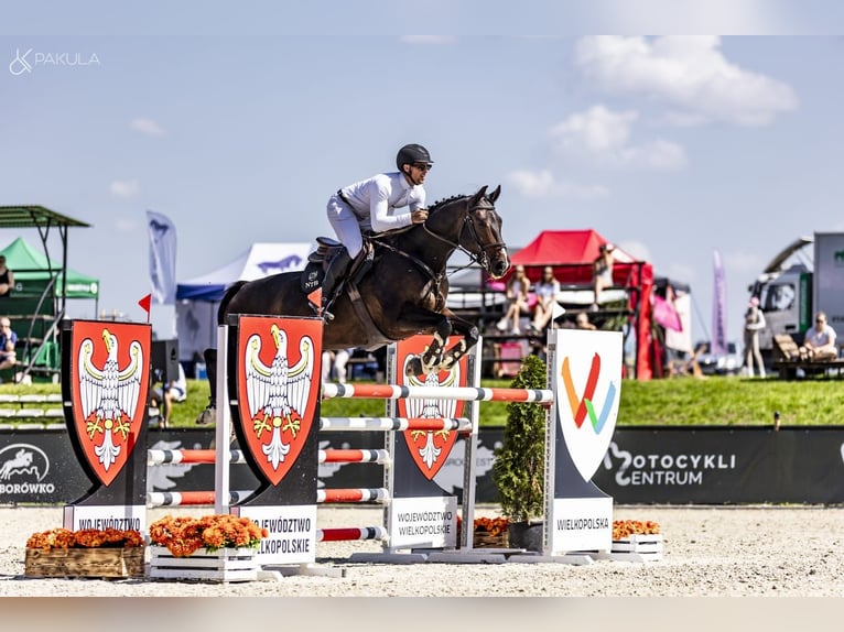 Rheinländer Castrone 9 Anni 172 cm Baio scuro in Obórznia