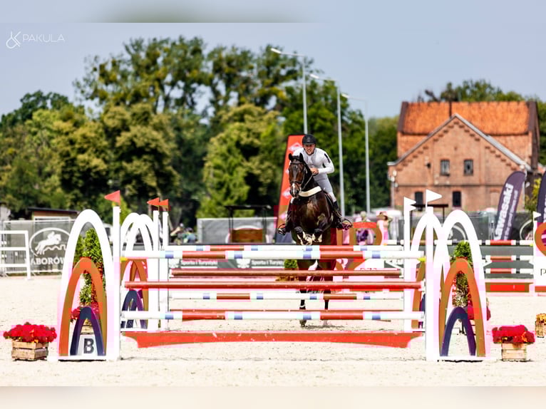 Rheinländer Castrone 9 Anni 172 cm Baio scuro in Obórznia
