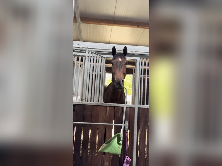 Rheinländer Castrone 9 Anni 180 cm Baio in Kaufungen