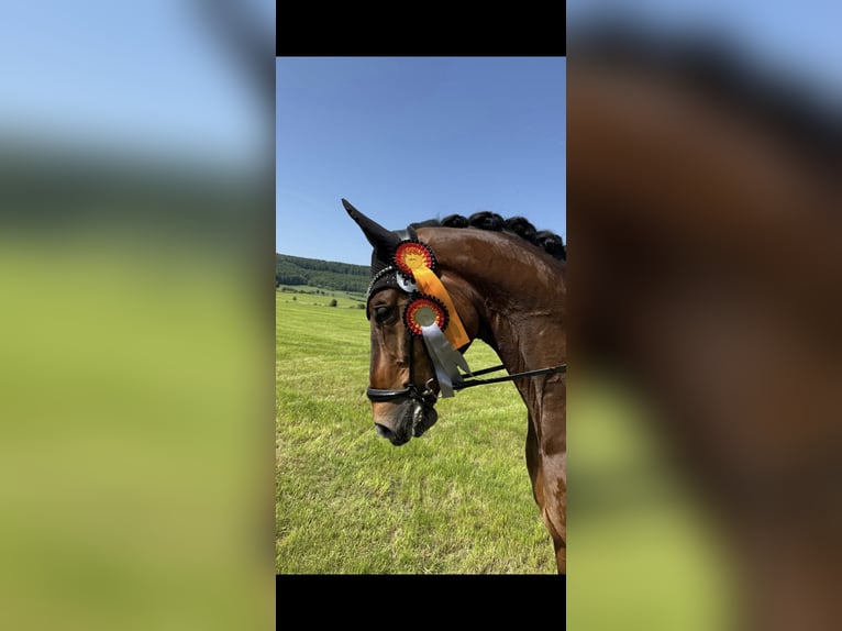 Rheinländer Castrone 9 Anni 180 cm Baio in Kaufungen