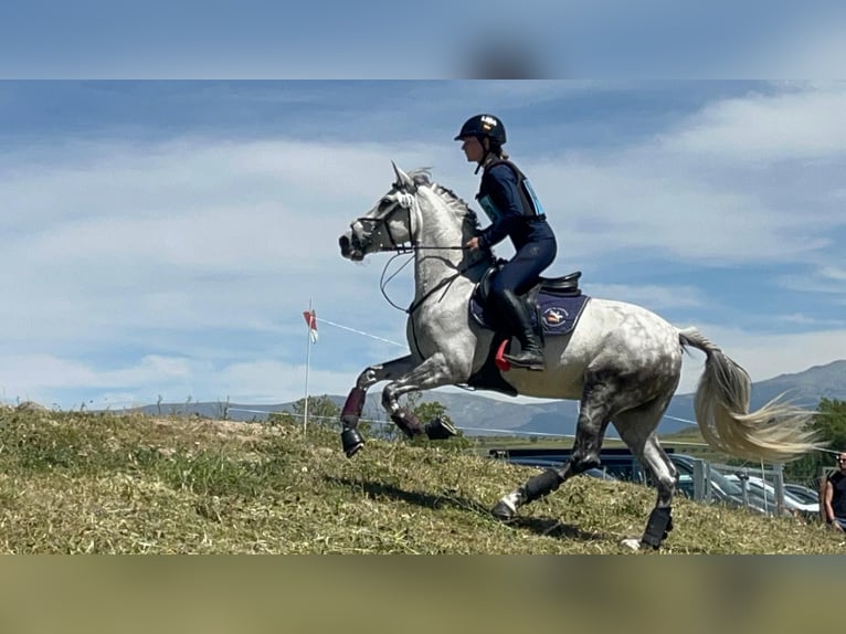 Rheinländer Giumenta 10 Anni 148 cm Grigio in Bosque, El (Urbanizacion)