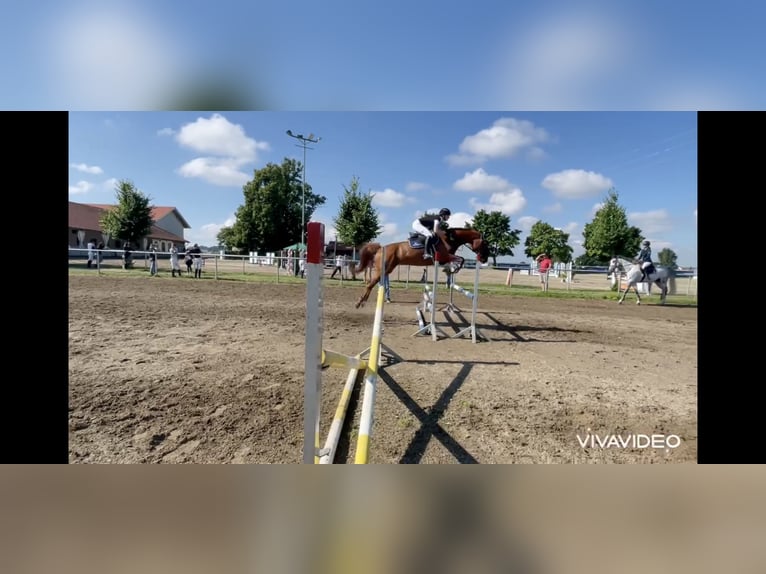 Rheinländer Giumenta 10 Anni 160 cm Sauro in Adelshofen