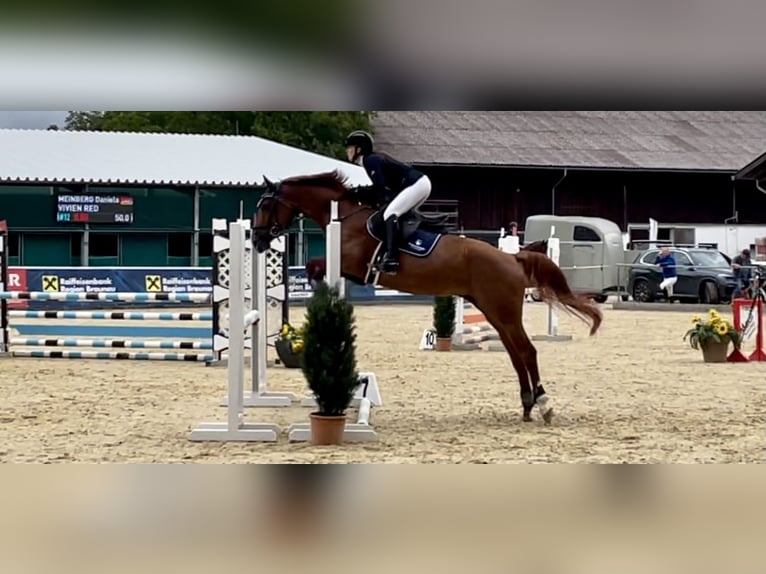 Rheinländer Giumenta 10 Anni 160 cm Sauro in Adelshofen