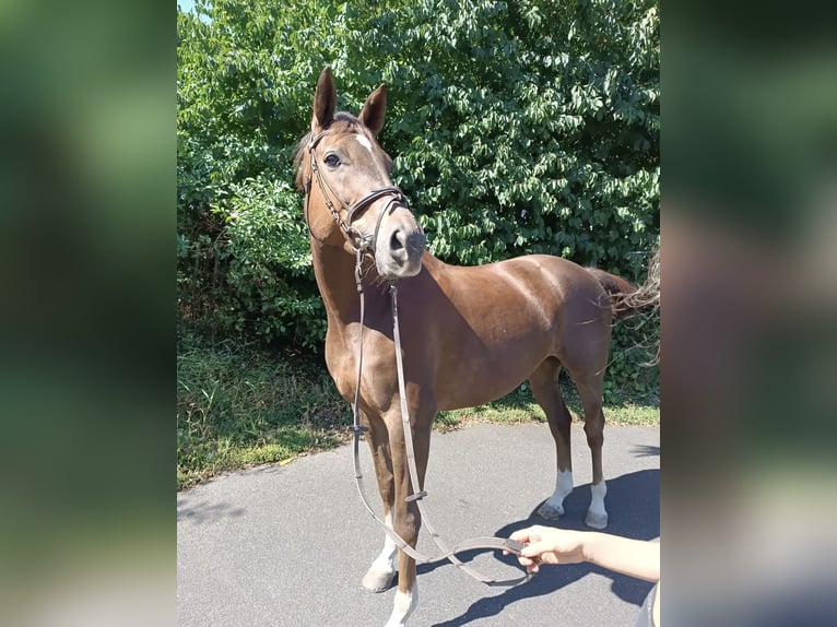 Rheinländer Giumenta 10 Anni 164 cm Sauro in Nettersheim