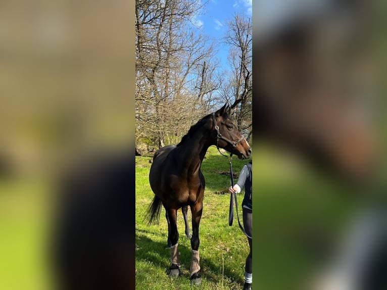 Rheinländer Giumenta 10 Anni 165 cm Baio in Schenklengsfeld