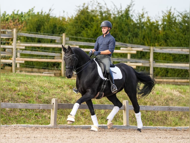 Rheinländer Giumenta 10 Anni 165 cm in Pulheim