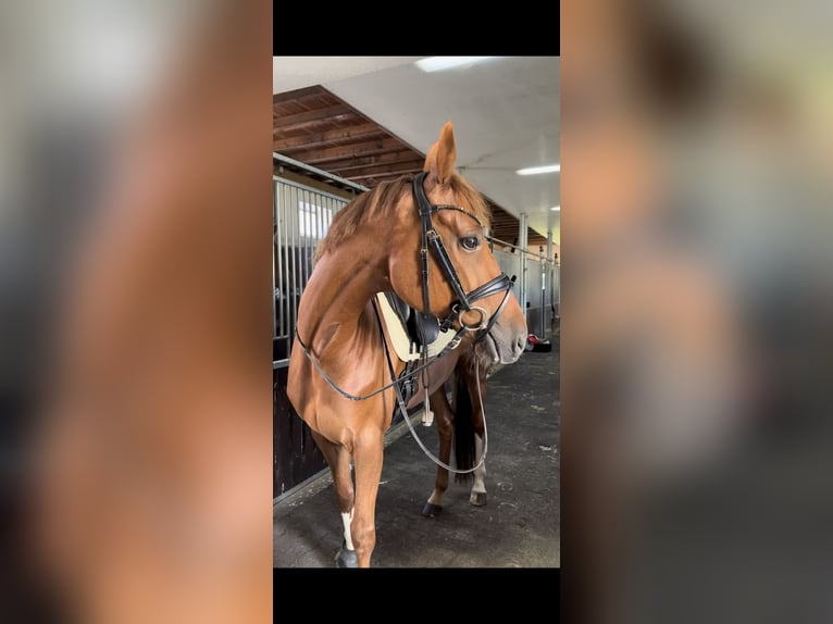 Rheinländer Giumenta 10 Anni 166 cm Sauro in Essen