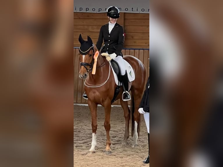 Rheinländer Giumenta 10 Anni 166 cm Sauro in Essen