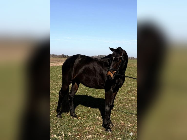 Rheinländer Giumenta 10 Anni 167 cm Baio scuro in Ganderkesee