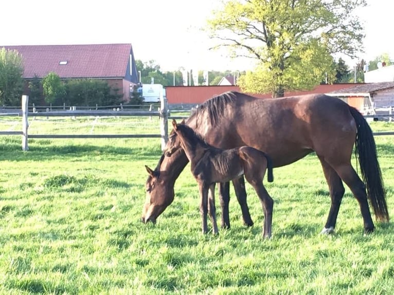 Rheinländer Giumenta 10 Anni 168 cm Baio in Wolfenbüttel