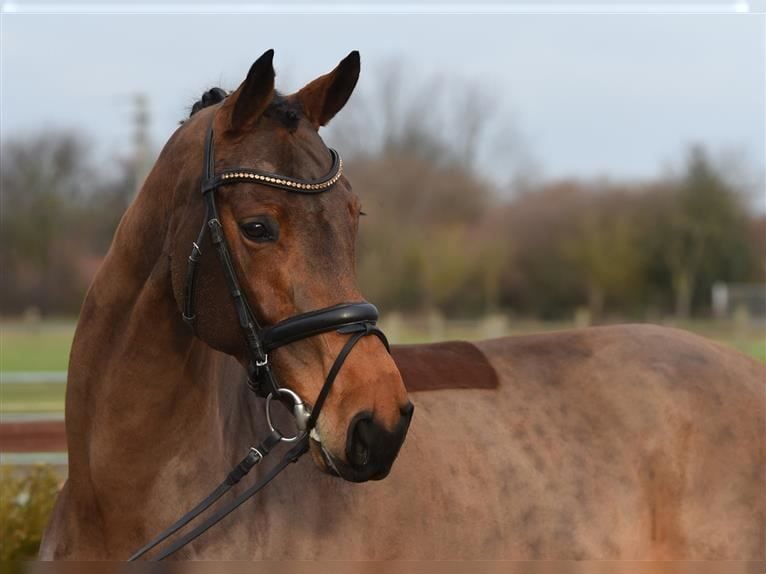 Rheinländer Giumenta 10 Anni 168 cm Baio in Wolfenbüttel