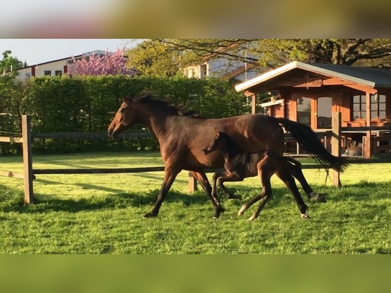 Rheinländer Giumenta 10 Anni 168 cm Baio in Wolfenbüttel