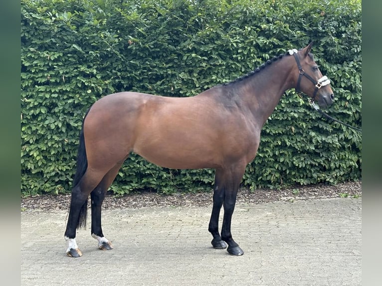 Rheinländer Giumenta 10 Anni 168 cm Baio in Wolfenbüttel