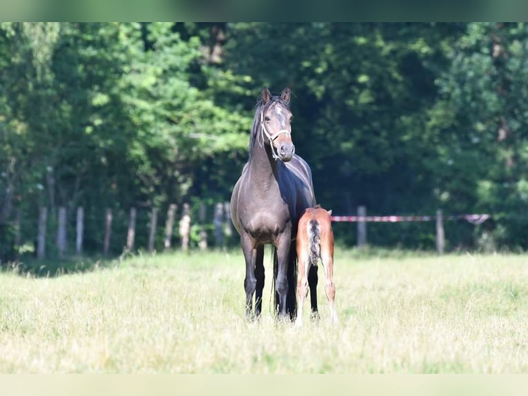 Rheinländer Giumenta 10 Anni 168 cm Baio scuro in Ascheberg