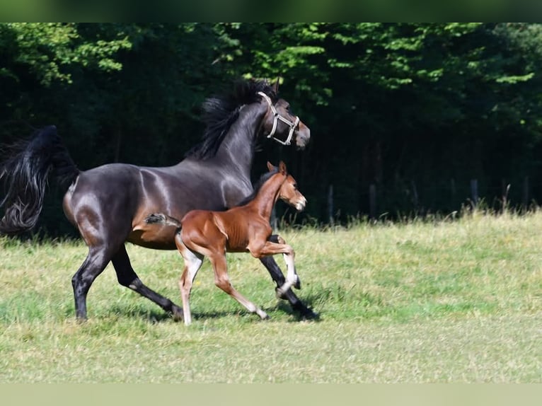 Rheinländer Giumenta 10 Anni 168 cm Baio scuro in Ascheberg