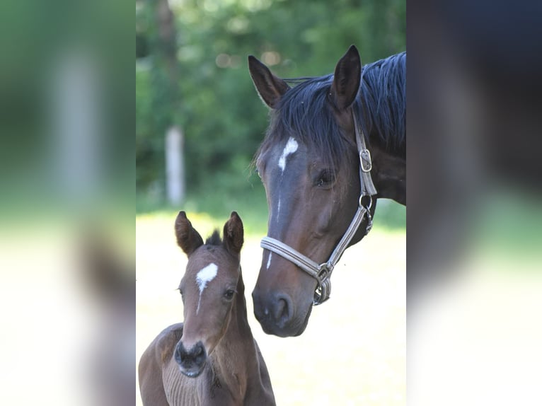 Rheinländer Giumenta 10 Anni 168 cm Baio scuro in Ascheberg