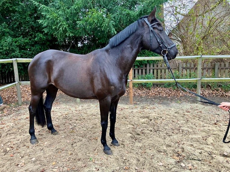 Rheinländer Giumenta 10 Anni 168 cm Morello in Dortmund