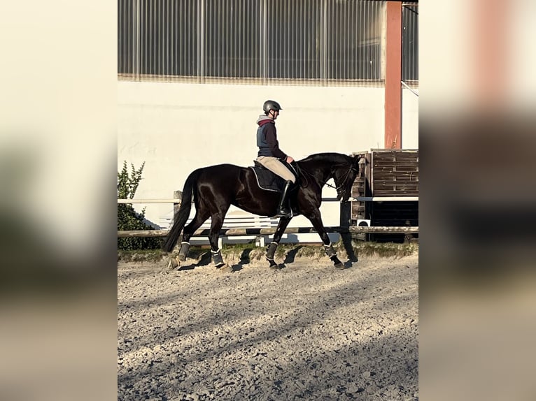 Rheinländer Giumenta 10 Anni 168 cm Morello in Dortmund