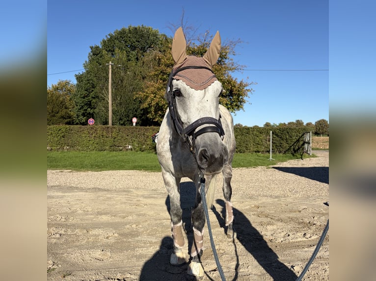 Rheinländer Giumenta 10 Anni 170 cm Grigio in Heinsberg