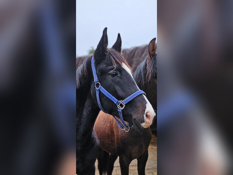 Rheinländer Giumenta 10 Anni 170 cm Morello in Moers