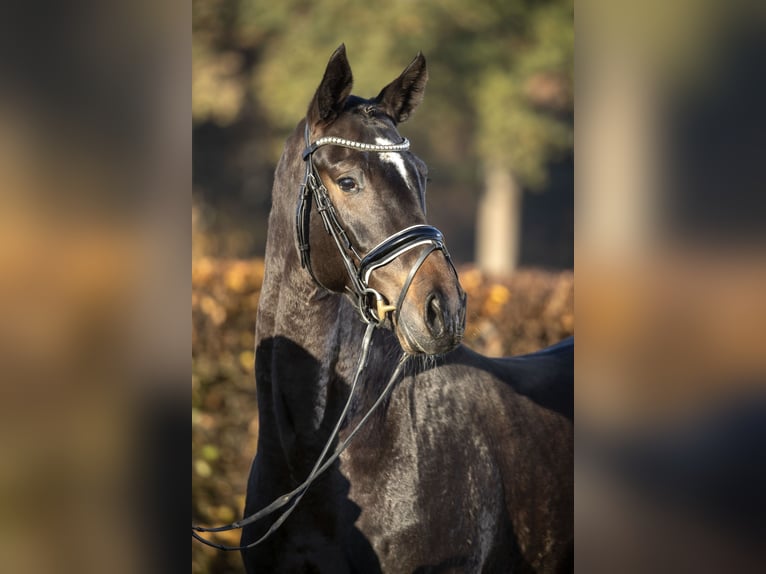 Rheinländer Giumenta 10 Anni 170 cm Morello in Moers