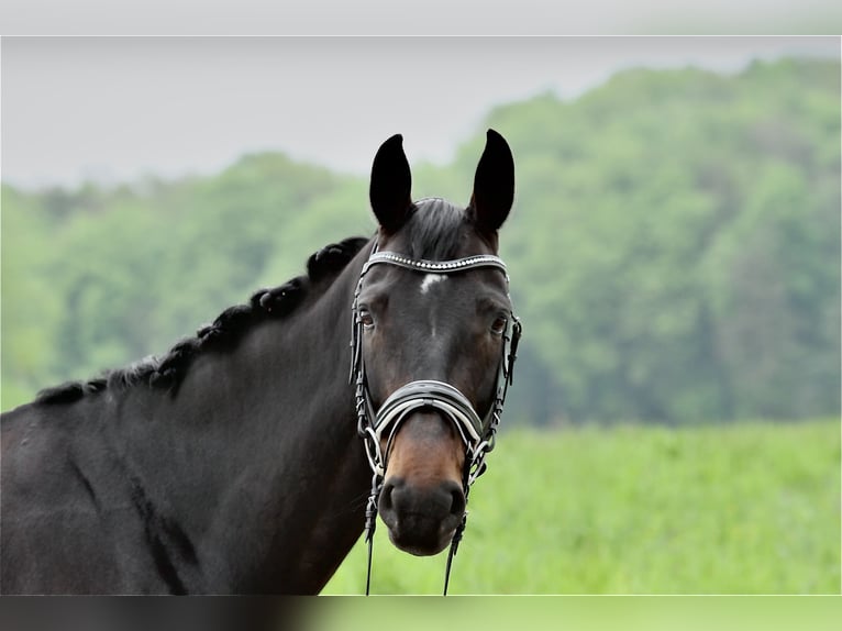 Rheinländer Giumenta 10 Anni 172 cm Baio nero in Dörflingen