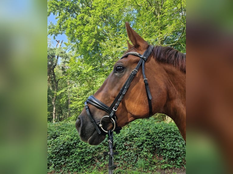 Rheinländer Giumenta 10 Anni 173 cm Sauro in M&#xFC;lheim an der Ruhr