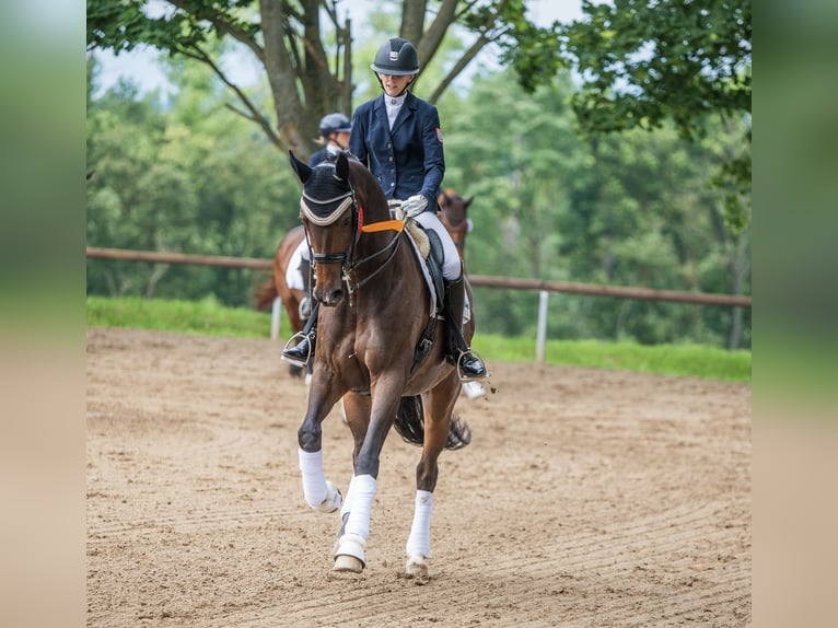 Rheinländer Giumenta 10 Anni 176 cm Baio in Mainz