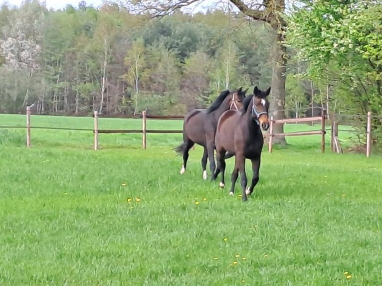 Rheinländer Giumenta 10 Anni 177 cm Baio scuro in Telgte