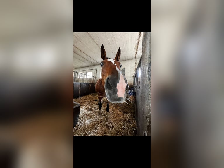 Rheinländer Giumenta 11 Anni 165 cm Baio in Zülpich