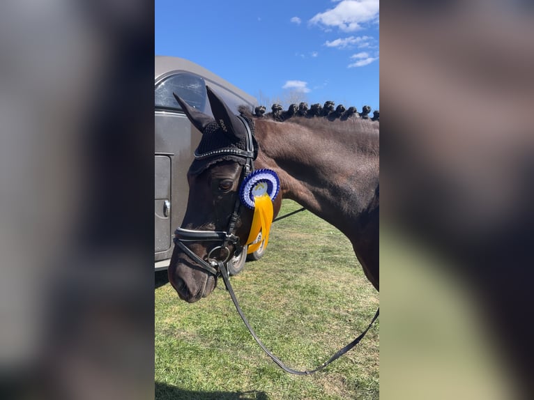 Rheinländer Giumenta 11 Anni 168 cm Morello in Uetze