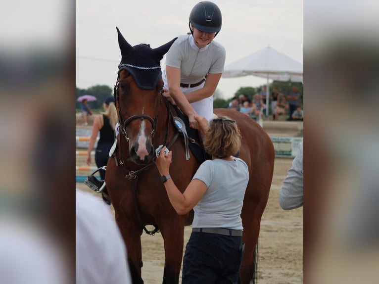 Rheinländer Giumenta 11 Anni 172 cm Baio in Geilenkirchen