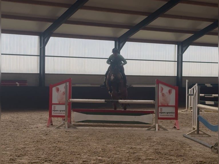 Rheinländer Giumenta 11 Anni 172 cm Baio in Heinsberg