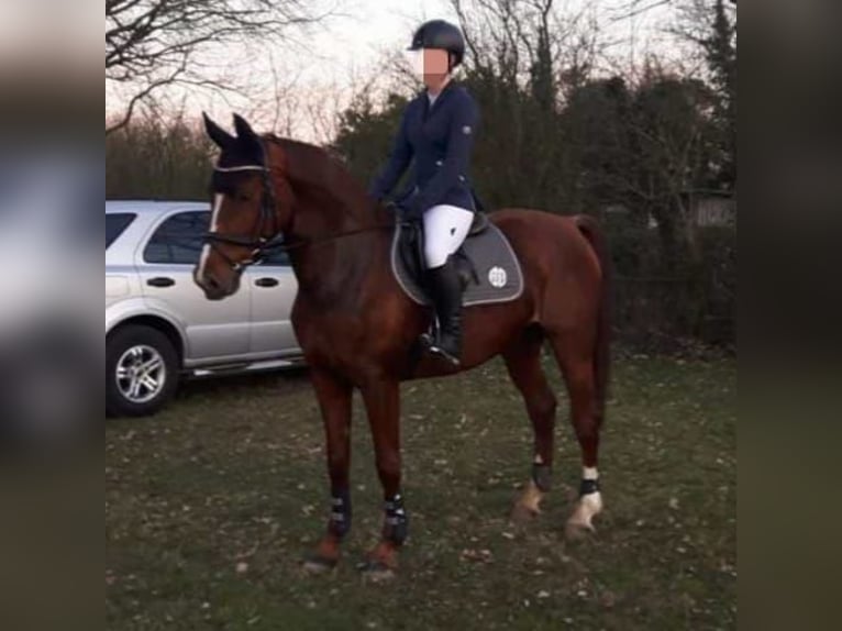 Rheinländer Giumenta 12 Anni 162 cm Sauro in Goch