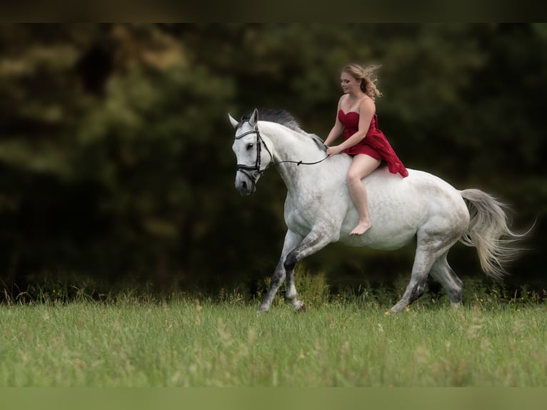 Rheinländer Giumenta 12 Anni 165 cm Grigio in Sankt Katharinen